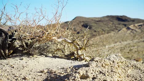 pincel seco agarrando-se à vida na areia do deserto de mojave no parque estadual de red rock canyon