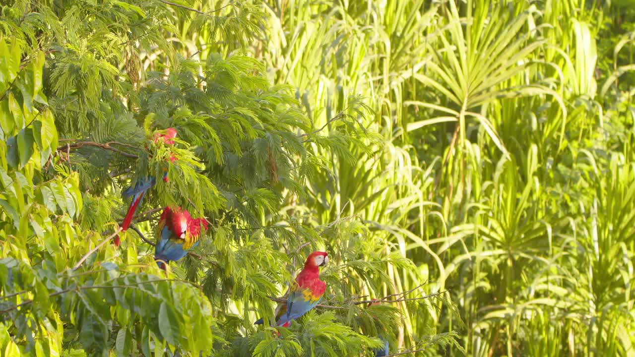 Wide shot of Bright Scarlet Macaws perched up in a tree going about their morning activities in the Amazon Rain Forest