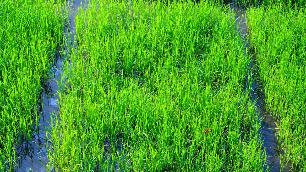 Green grass of rice paddy gently moving in breeze of agricultural farmland in rural countryside of Sri Lanka