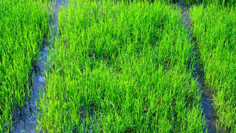 green grass of rice paddy gently moving in breeze of agricultural farmland in rural countryside of sri lanka