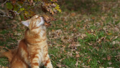 Retrato-De-Jengibre-Gato-Maine-Coon-Frotando-Bozal-En-Hojas-Otoñales,-Jardín-Al-Aire-Libre,-Cámara-Lenta