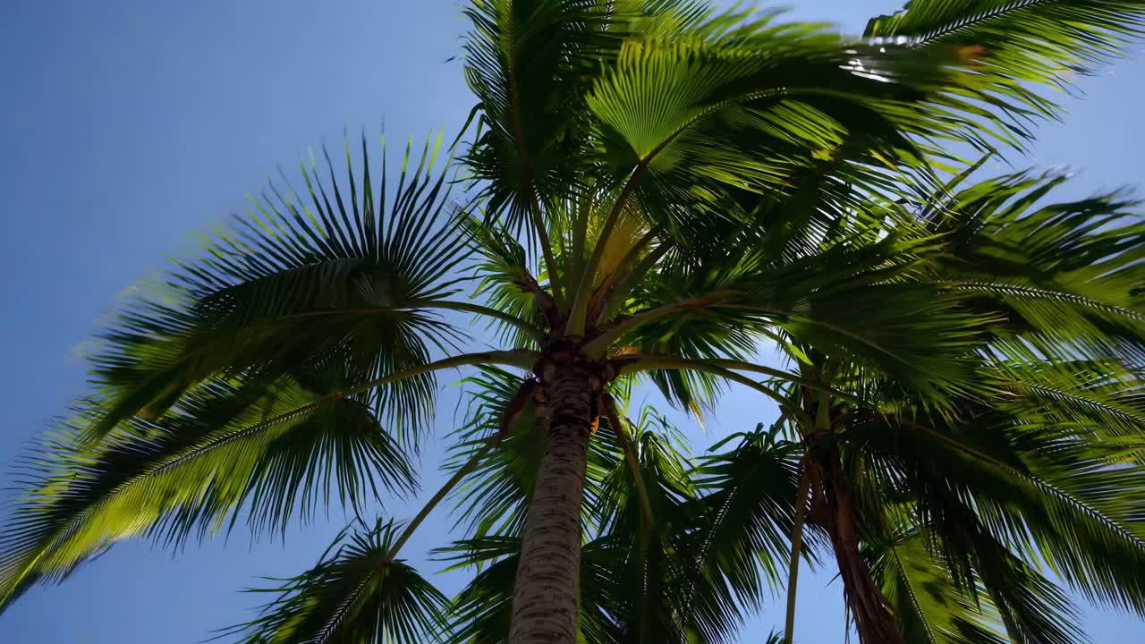 Ripresa video dal basso di palme lussureggianti su un cielo azzurro e limpido, che cattura le foglie di un verde vibrante