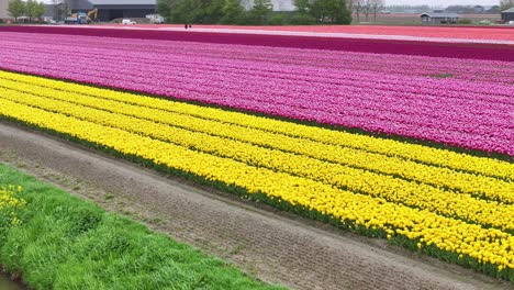 tulipas vibrantes creciendo en la granja de flores en los países bajos