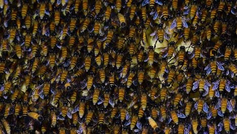 Se-Sabe-Que-Las-Abejas-Melíferas-Gigantes-Construyen-Grandes-Colonias-De-Nidos-Con-Bolsillos-Simétricos-Hechos-De-Cera-Para-Almacenar-Miel-Como-Fuente-De-Alimento.