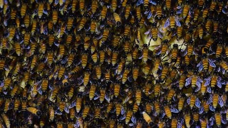 giant honey bees are known to build large colonies of nest with symmetrical pockets made of wax for them to store honey as their food source