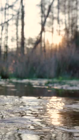 sunset reflections on a forest creek