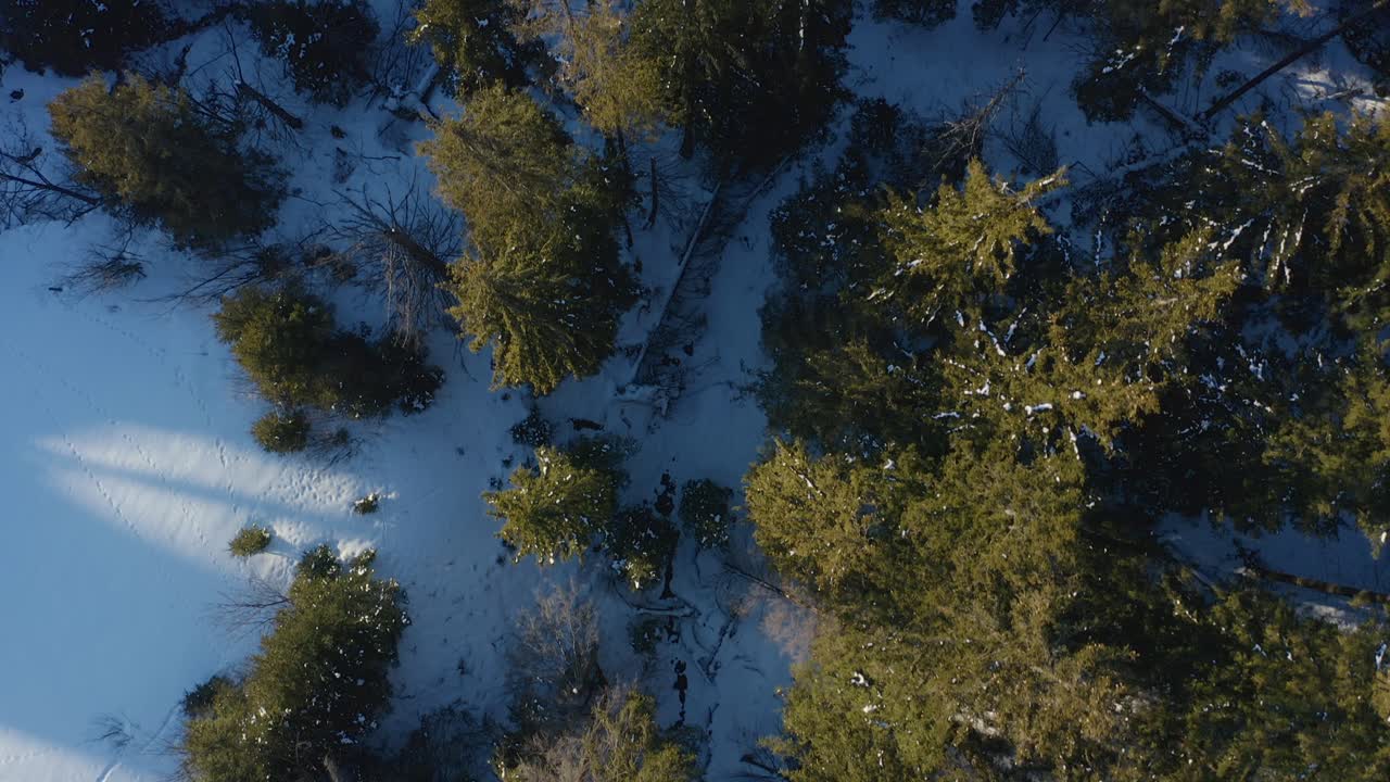 bosque de invierno congelado de arriba hacia abajo con árboles de follaje verde - hermosa naturaleza