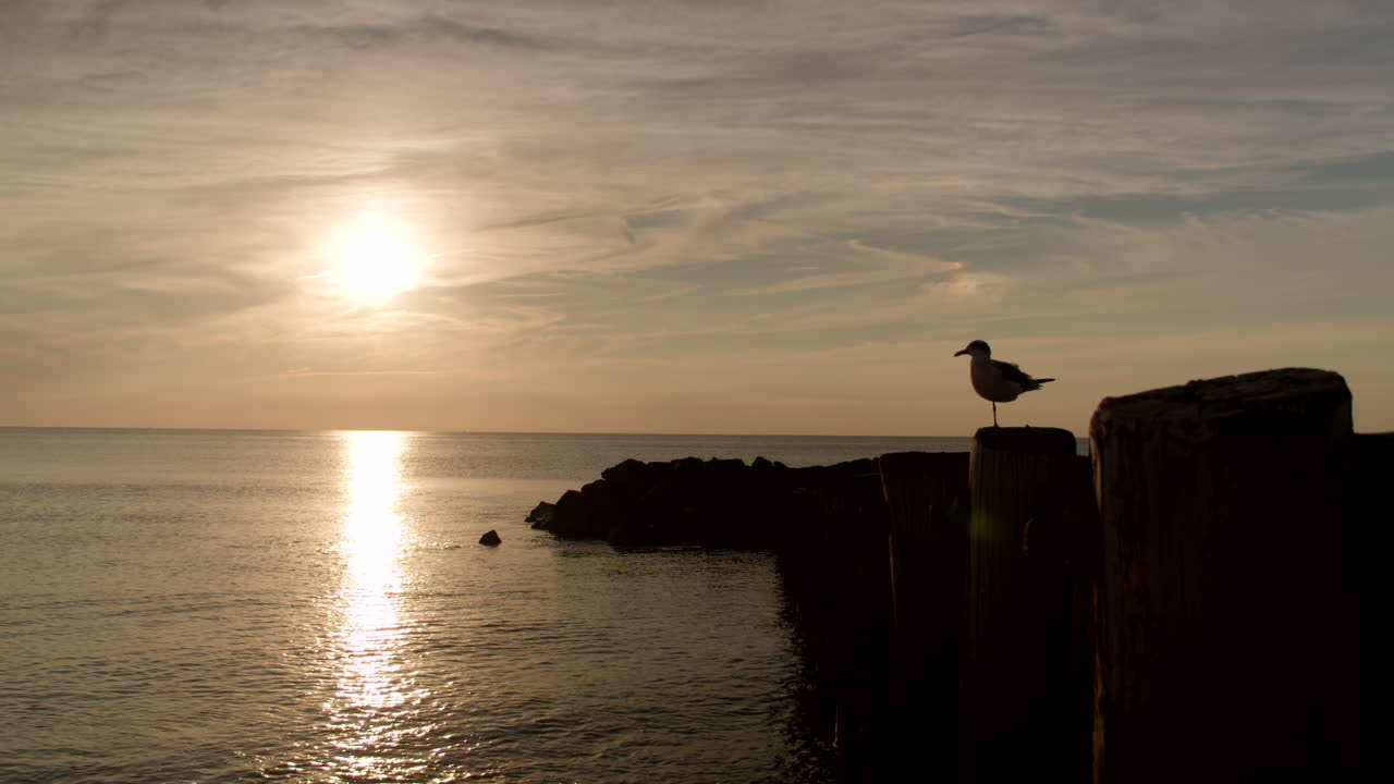 Silhouette di gabbiano che lascia il posatoio nella Baia del New Jersey al tramonto, al rallentatore