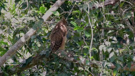 The-Buffy-Fish-Owl-is-a-big-owl-and-yet-the-smallest-among-the-four-Fish-Owls