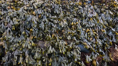 close-up of seaweed on a rocky beach