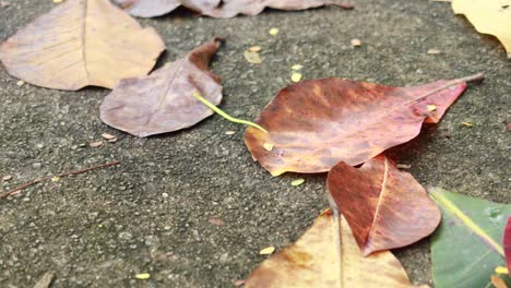 dry brown leaf on wooden background ,