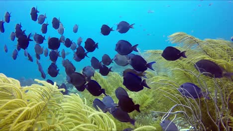 una bandada de peces nada a través de las algas amarillas