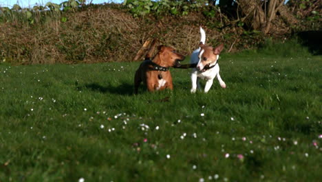 dos perros luchando por un palo en el jardín