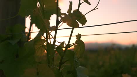 closeup shot of a vine at a vineyard during dusk with the sunset in the background in waipara, new zealand