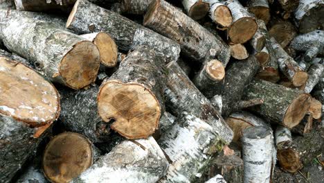 pile of cut birch logs of different cross-sections are piled up on backyard.