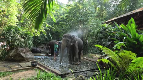 people washing elephants in a lush forest