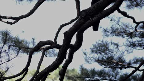 The-beautiful-view-in-Rikugien-Gardens