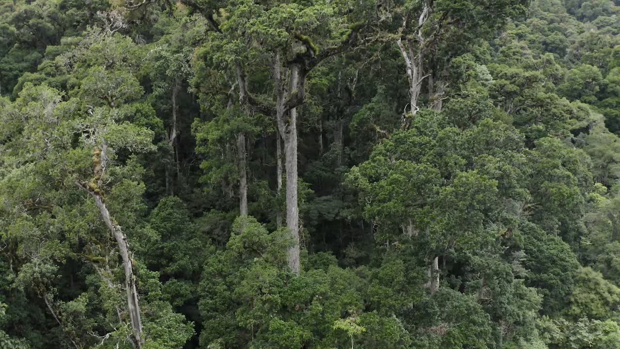excelente toma aérea de árboles altos en una selva tropical costarricense