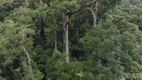 excellent aerial shot of tall trees in a costa rican rainforest