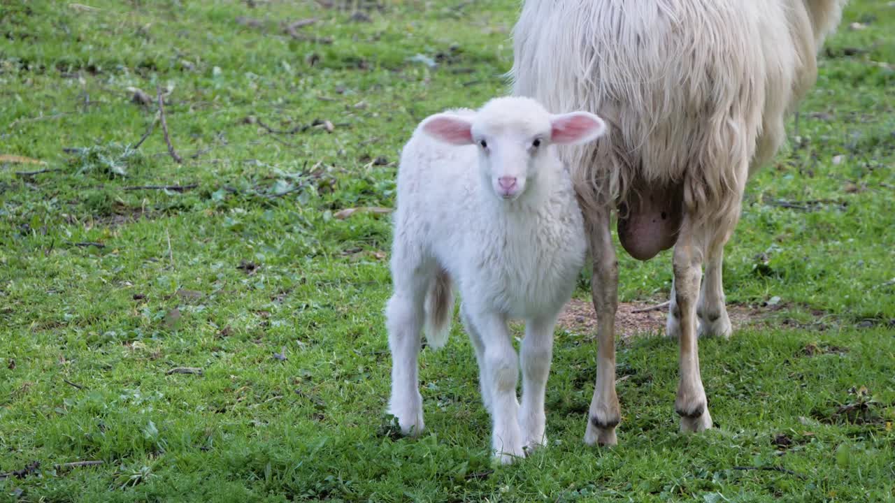 Ripresa al rallentatore di un agnellino bianco tenero con le orecchie rosa in piedi accanto alla pecora madre e che guarda la telecamera in Sardegna, Italia.