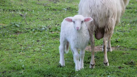 slow motion shot of cute white lamb with pink ears standing next to mother sheep and looking into camera in sardinia, italy