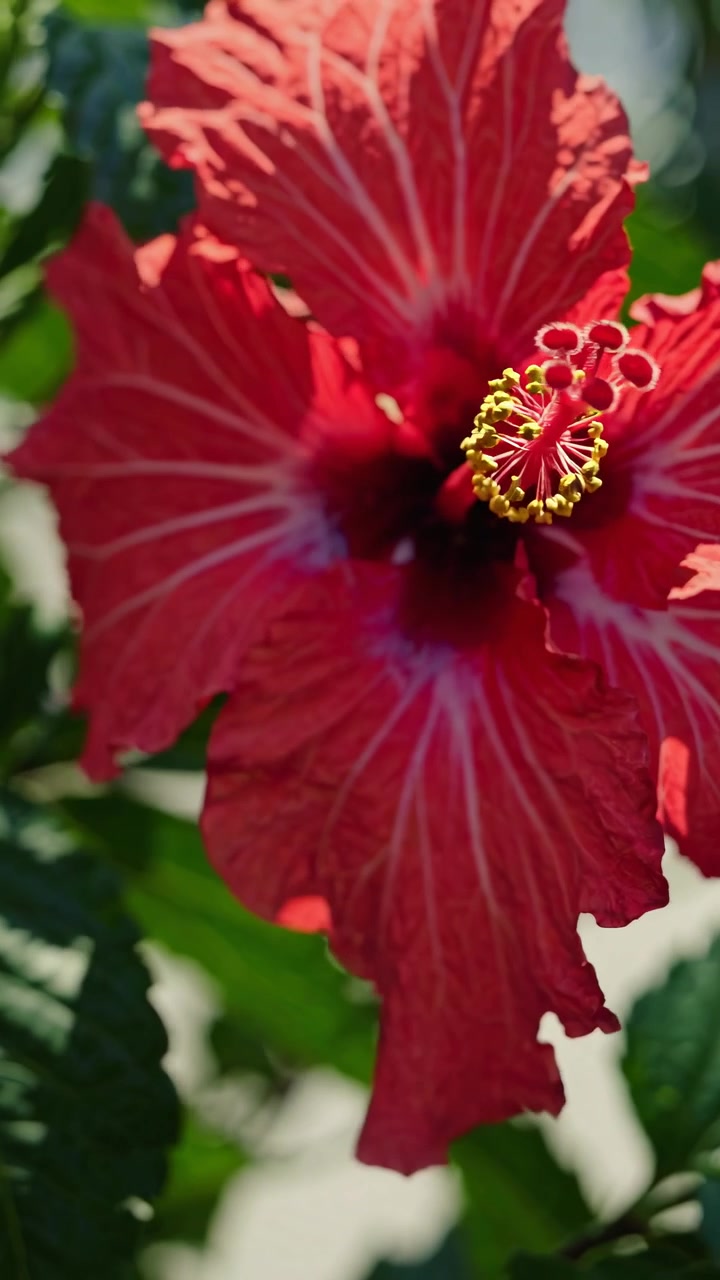 Primo piano di un vivace fiore di ibisco rosso che sboccia