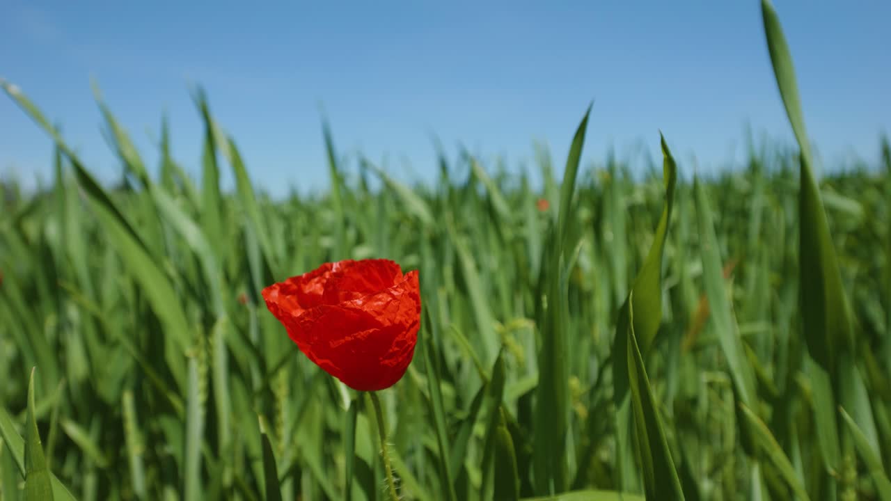경작된 그린 필드 카피스페이스 이미지의 아름다운 붉은 양귀비