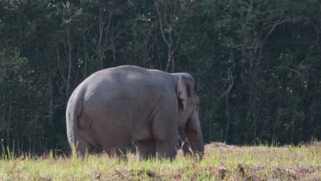 Mirando-Hacia-La-Derecha-Mientras-Come-Justo-Afuera-Del-Bosque-Mientras-Agita-Sus-Orejas,-Elefante-Indio-Elephas-Maximus-Indicus,-Tailandia