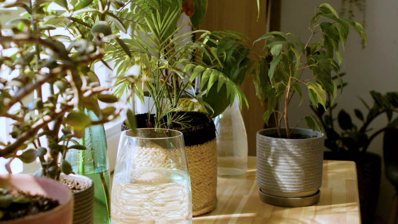 Plants on table