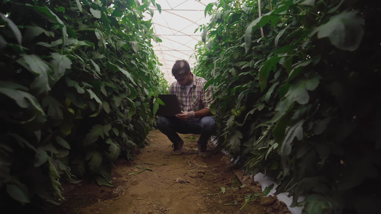 Farmer Inspecting Tomato Plants in Greenhouse