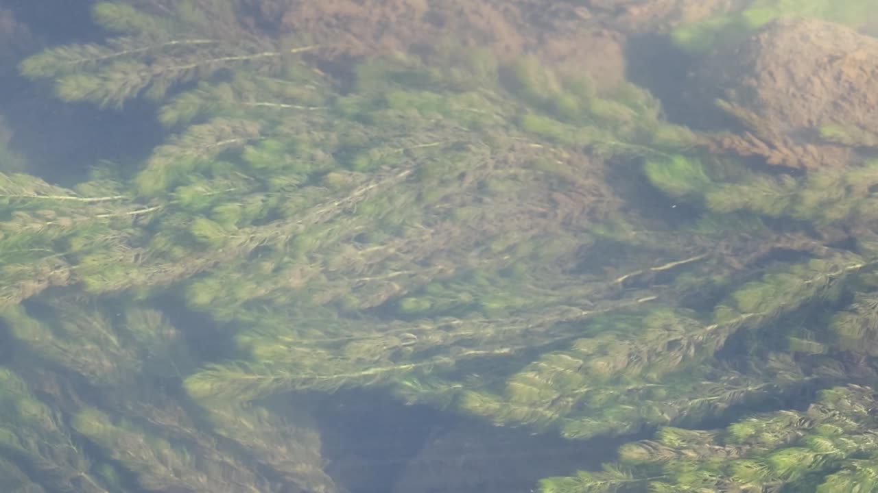 Una vegetazione verde sommersa ondeggia dolcemente con la corrente in un limpido ruscello forestale d'acqua dolce.