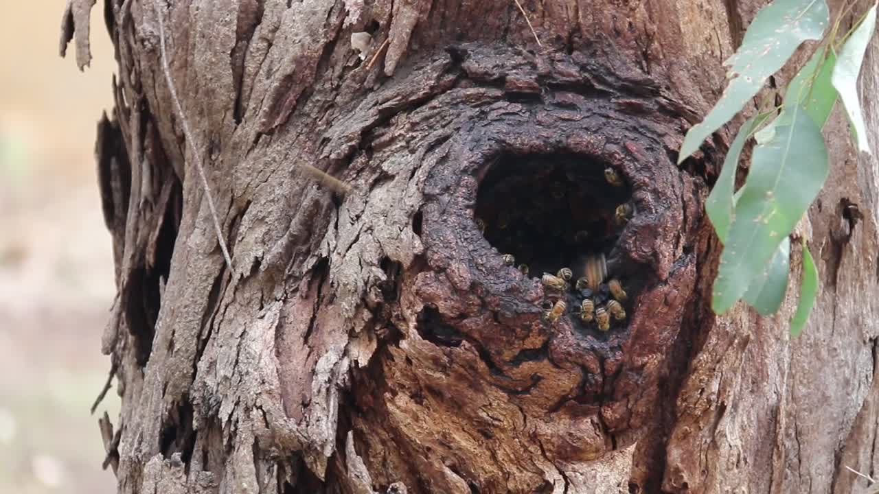 enjambre de abejas volando hacia el nido en el hueco del árbol - australia