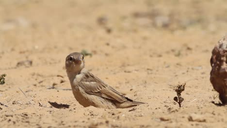 immature house sparrow (passer domesticus) taking a sand bath in the desert