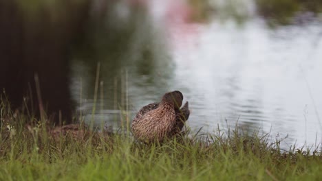 close up of brown mallard duck cleaning its feathers in the tall grass near a pond