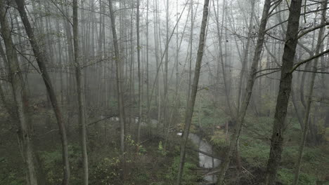 La-Cámara-Se-Mueve-Lentamente-A-Través-Del-Bosque-Envuelto-En-Niebla