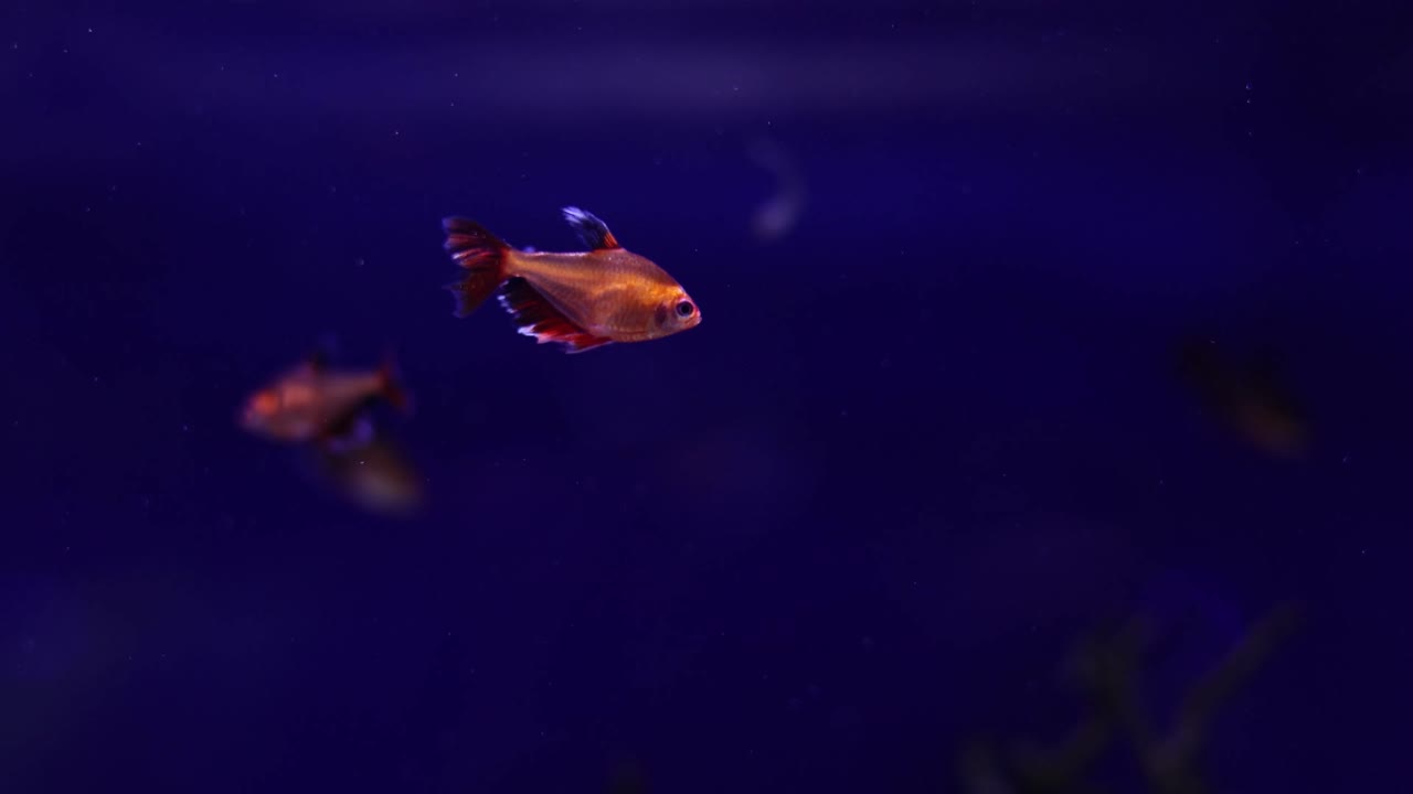 pez naranja en el acuario