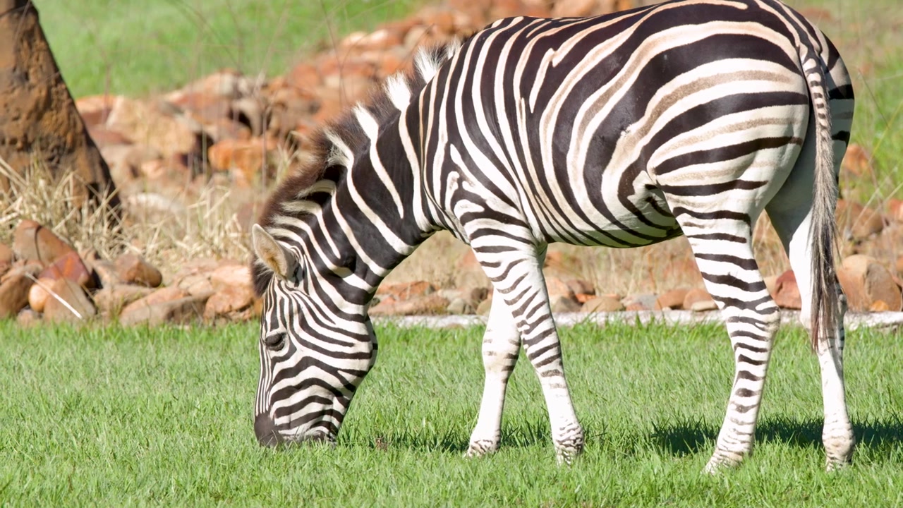 Una zebra delle pianure pascola sull'erba verde sotto un sole splendente in un ampio recinto all'aperto.