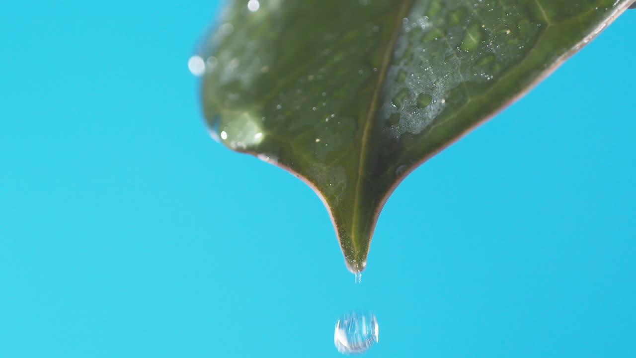 gotas de agua gotean de la hoja verde sobre el fondo azul