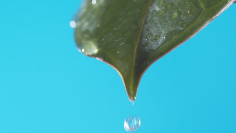 wassertropfen tropfen vom grünen blatt auf den blauen hintergrund