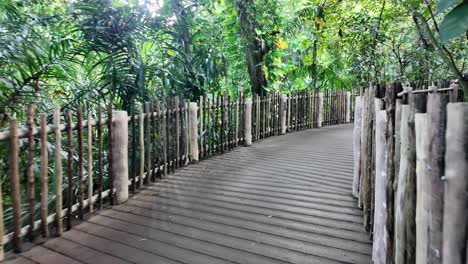 wooden walkway through lush tropical forest