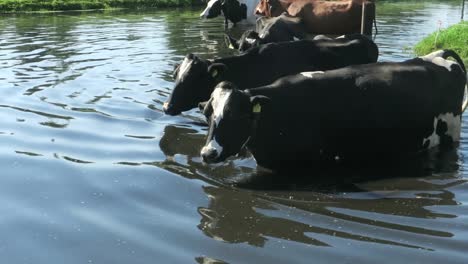 Kühe-Kühlen-Sich-Im-Wasser-Ab