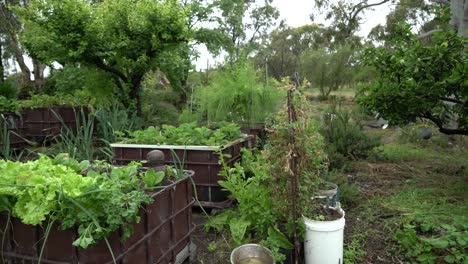 pan right growing vegetables and herbs big farm backyard growing food