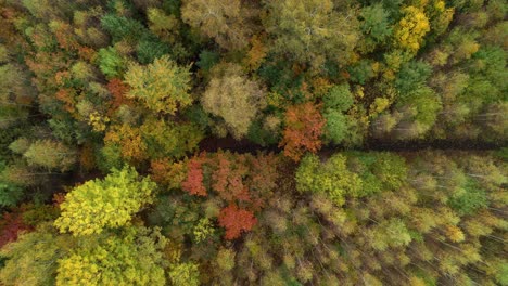 forest path leading across a deciduous forest in autumn