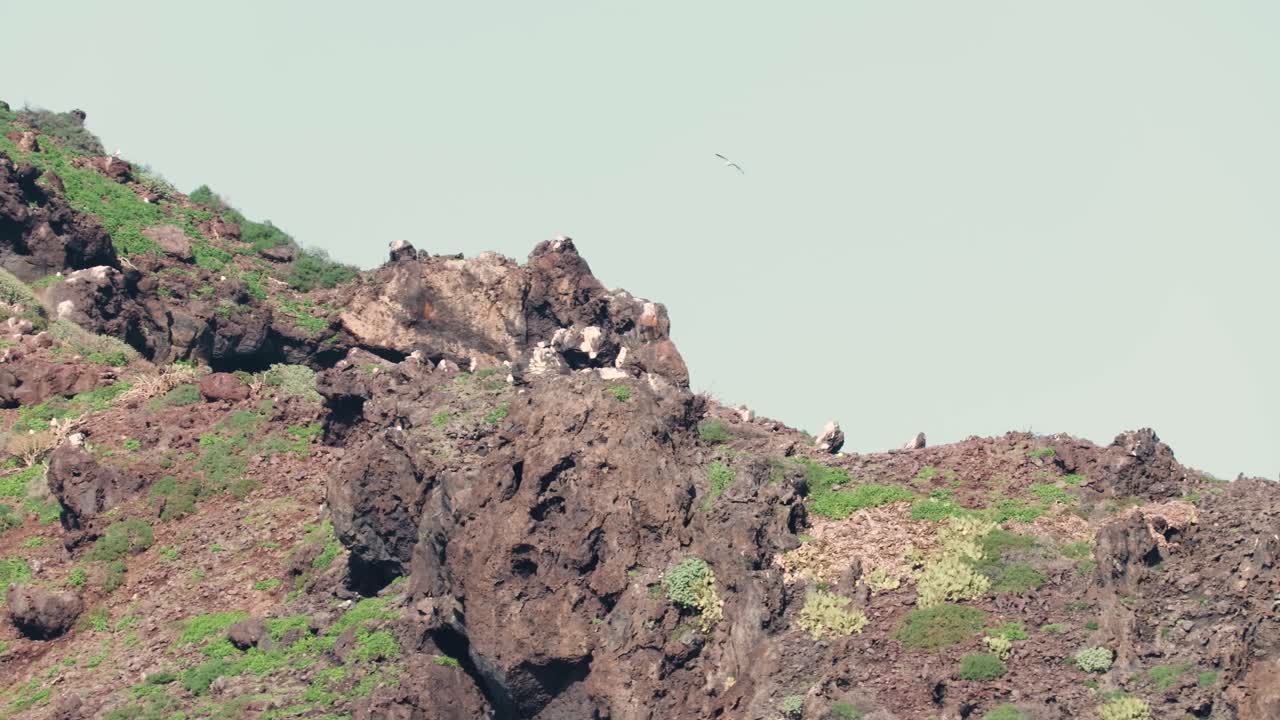 Uccelli marini in volo attorno a una scogliera vulcanica rocciosa