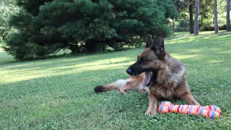 German-Shepherd-dog-laying-over-beautiful-green,-backyard-grass,-full-of-joy