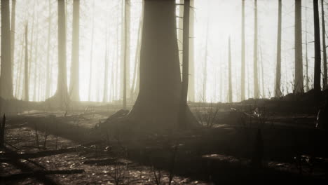 aftermath of a forest fire: a gloomy landscape