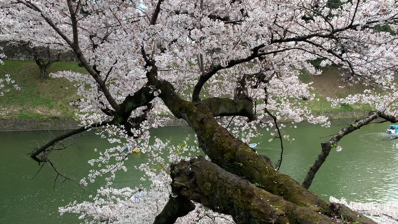 Una panoramica di barche a remi che navigano dietro un lungo ramo di ciliegi in fiore lungo il fossato del Palazzo Imperiale al Parco Chidorigafuchi