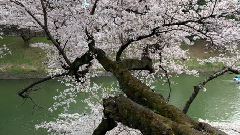 A-panoramic-of-rowboats-navigating-behind-a-long-branch-of-cherry-blossom-by-the-Imperial-Palace-moat-at-Chidorigafuchi-Park