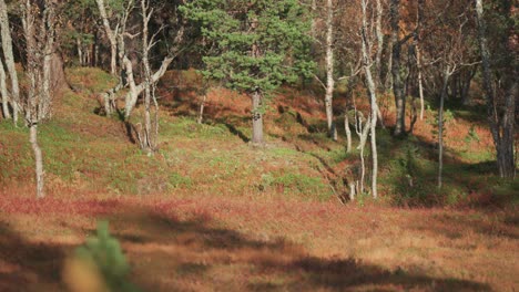 leafleff birch trees and green pines stand on the hill above the swampy wetlands covered with withered grass