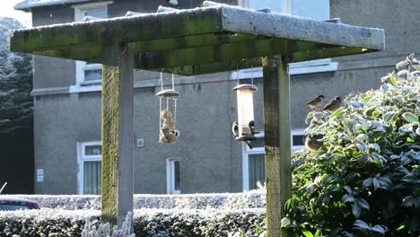 a busy bird feeder in december